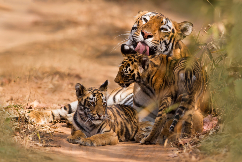 Tiger Safari in India