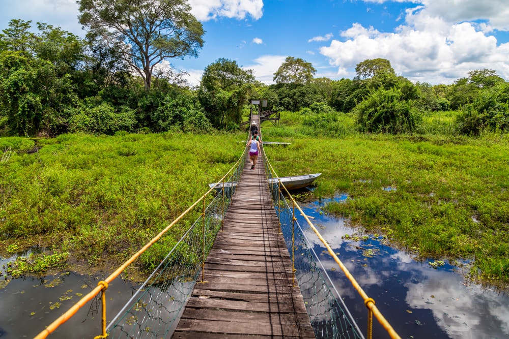 Exploring the wildlife on a rope bridge