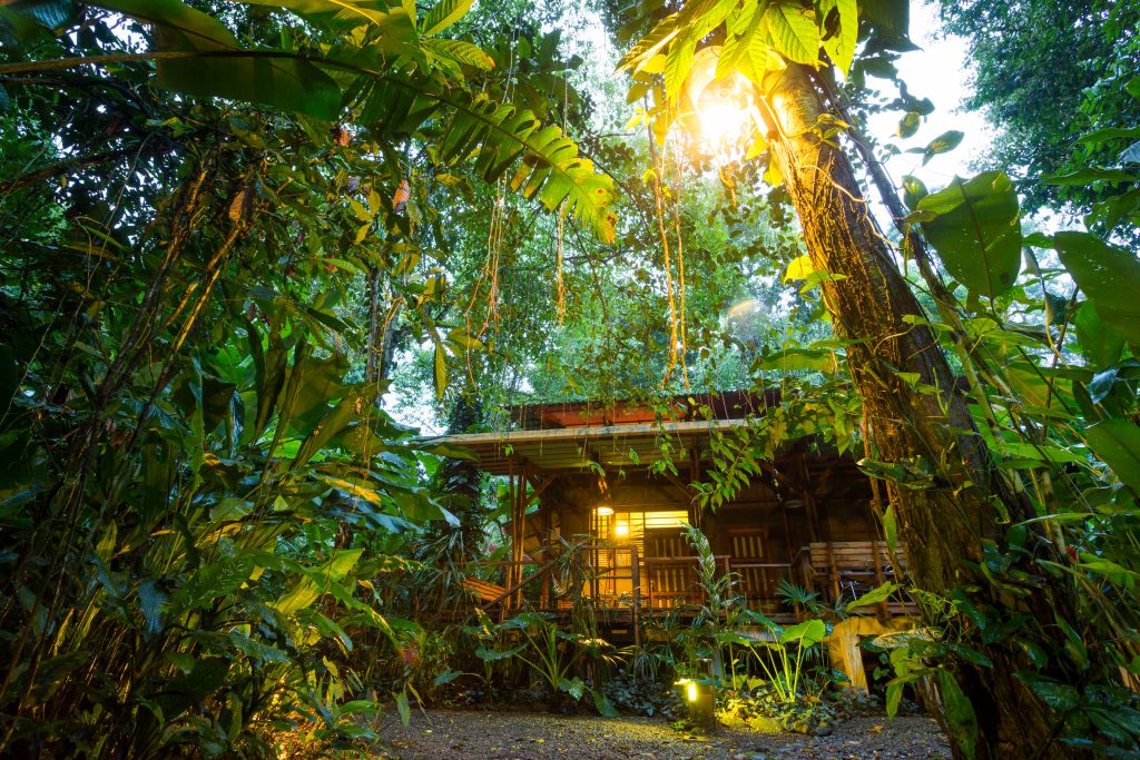 Hut in the Middle of a Forrest