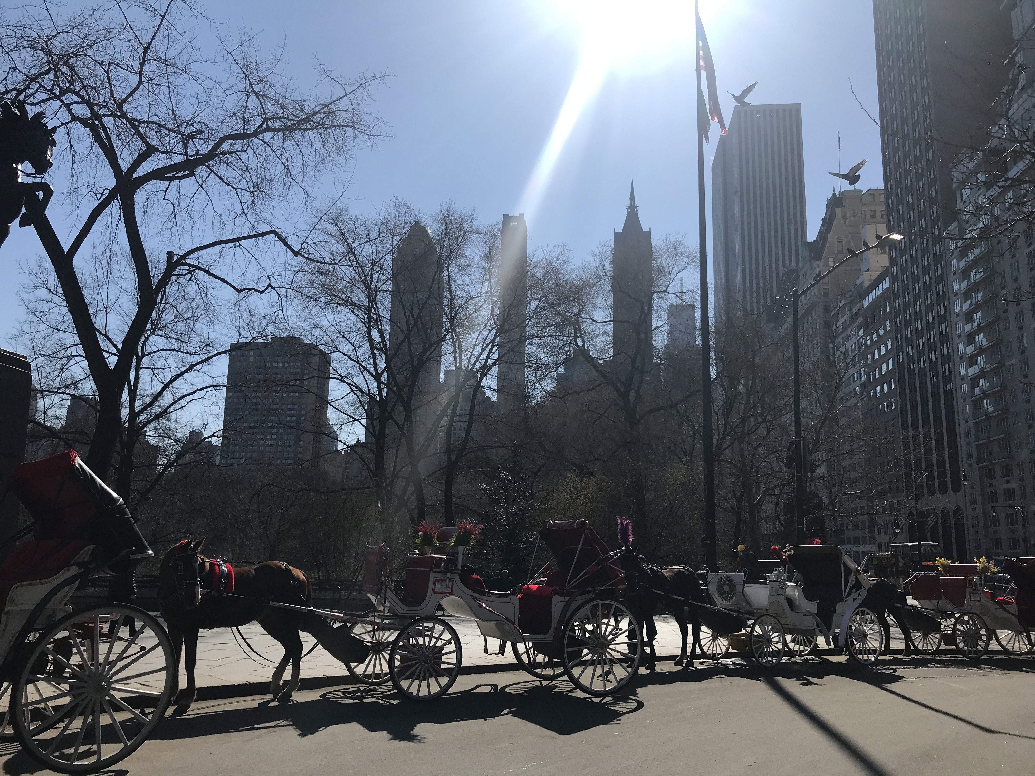 Central Park, New York City