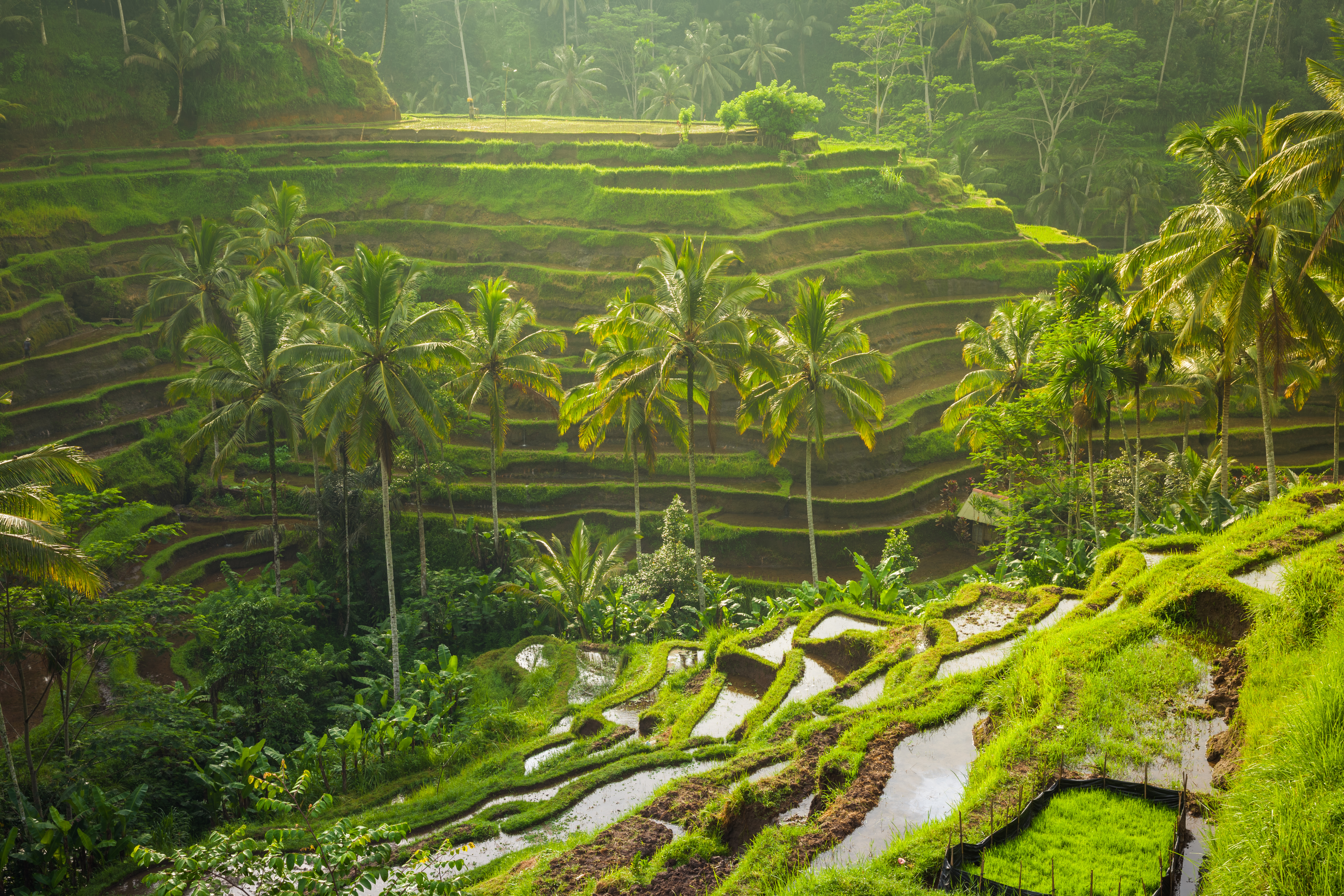 Rice Terrace Bali