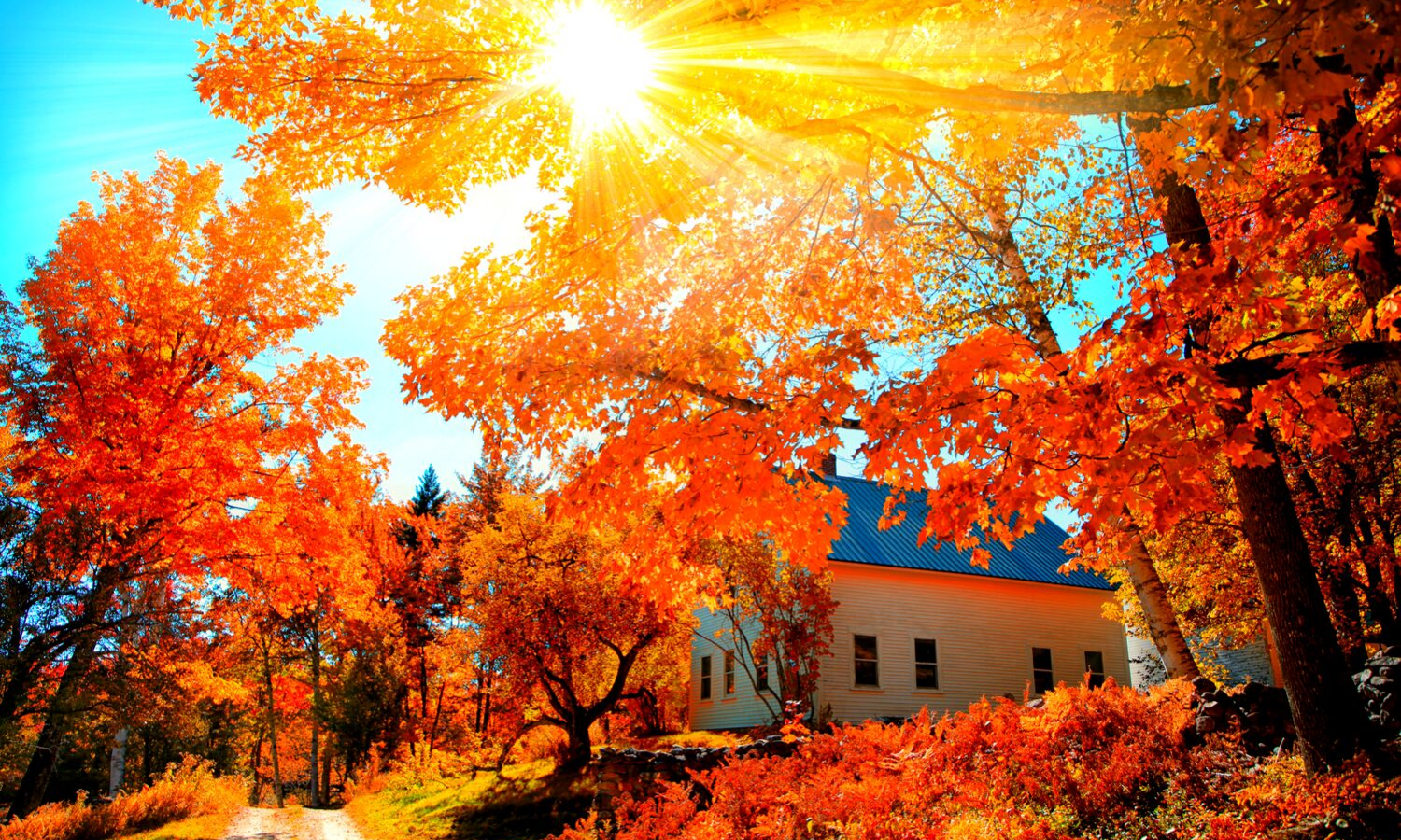 Photograph of red autumn leaves on a tree. The sun is peeping through the branches. 