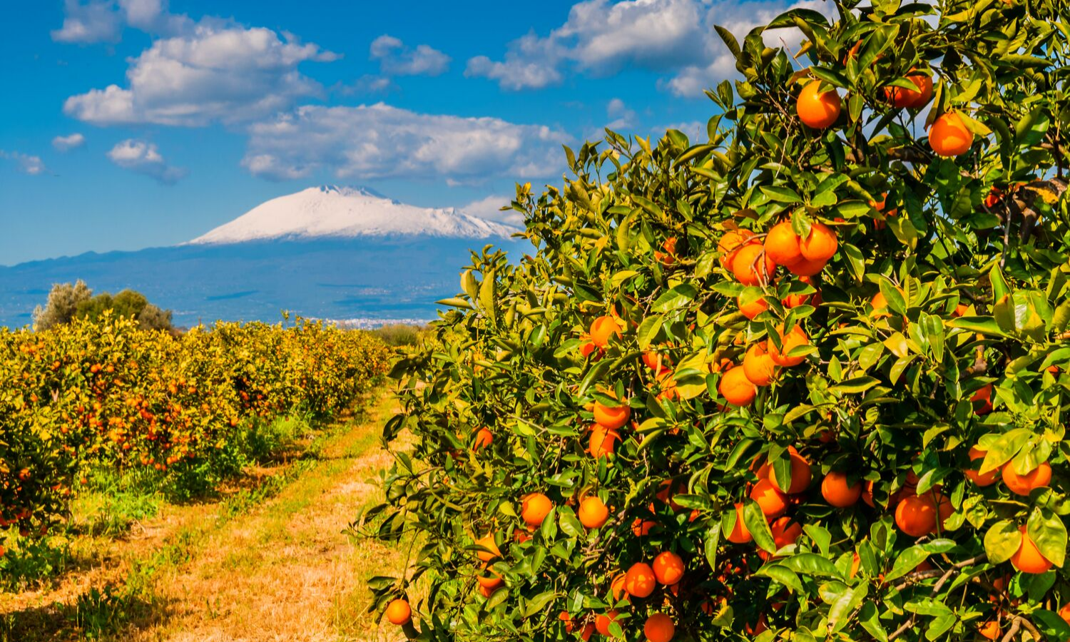 Oranges and Etna